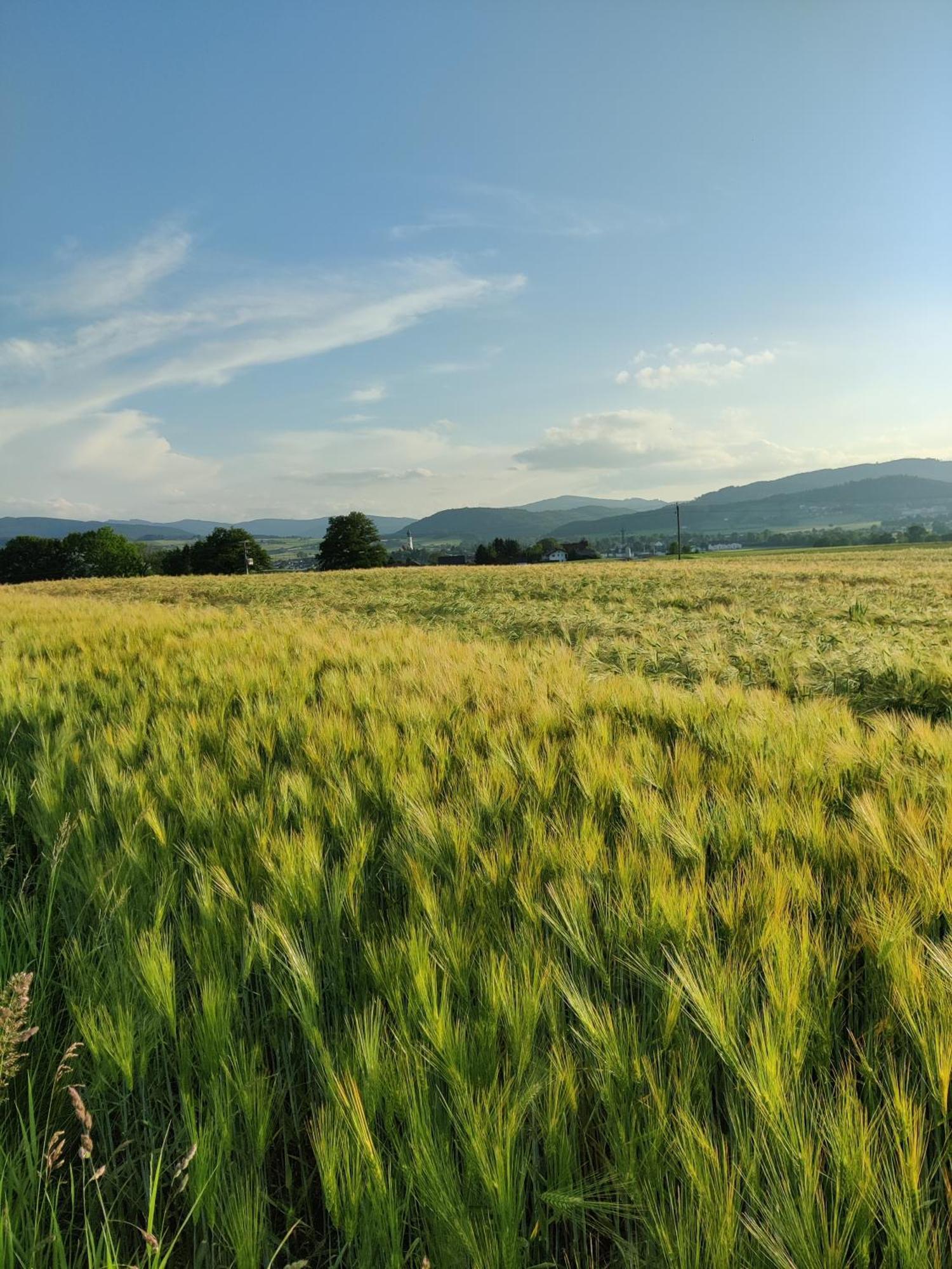 Pension Holzapfel Sankt Georgen im Attergau Exteriér fotografie