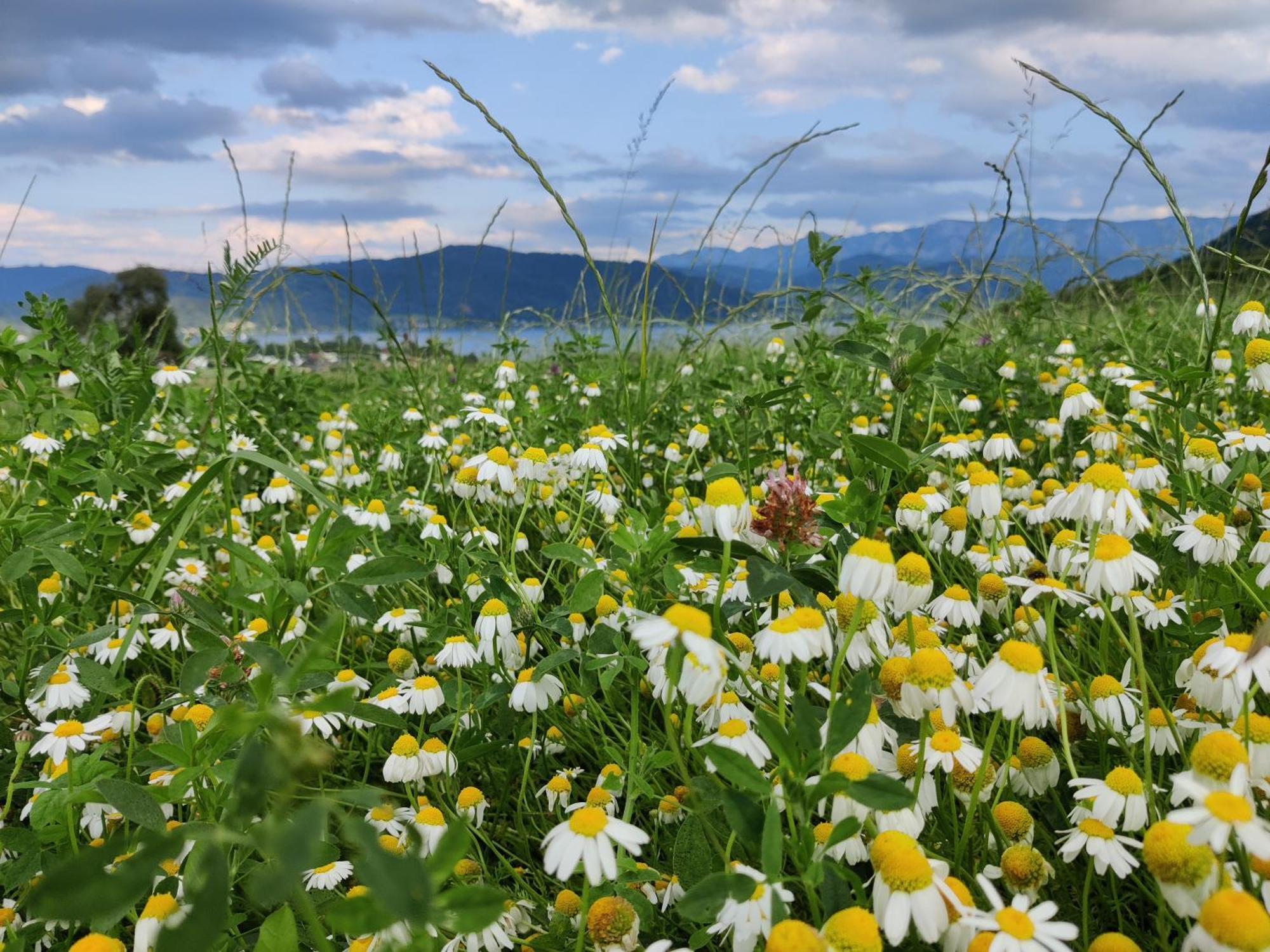 Pension Holzapfel Sankt Georgen im Attergau Exteriér fotografie