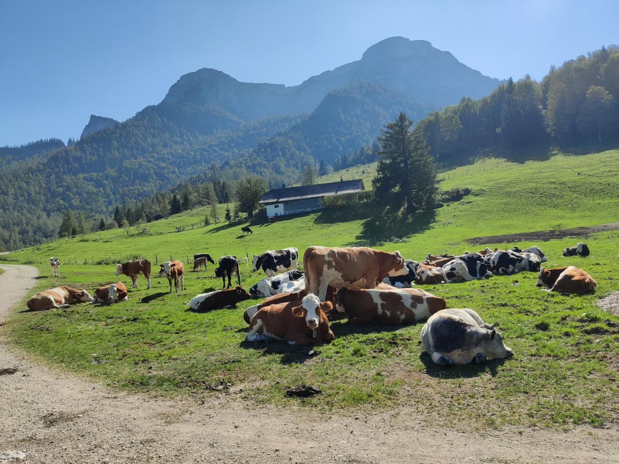 Pension Holzapfel Sankt Georgen im Attergau Exteriér fotografie