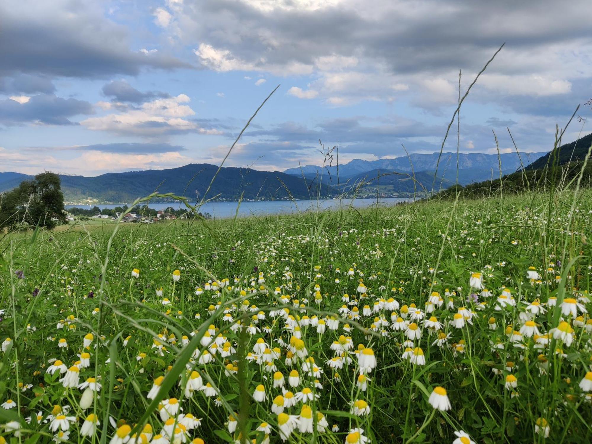 Pension Holzapfel Sankt Georgen im Attergau Exteriér fotografie